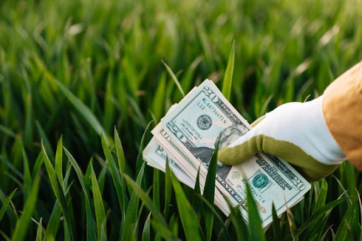 Money-mistakes-money-grass