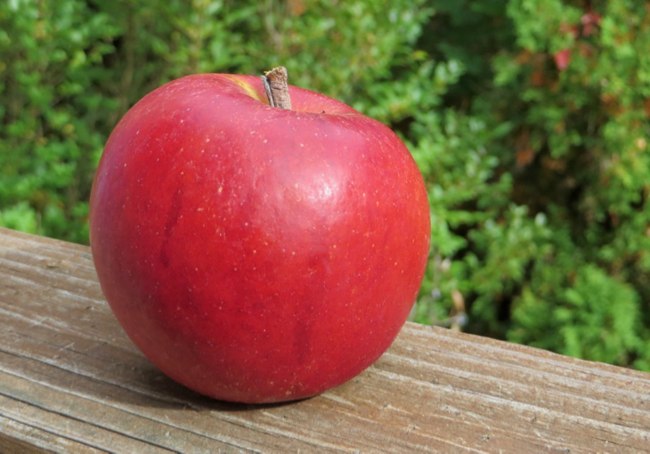 Autumn Crisp Apple Care Learn About Growing Autumn Crisp Apple Trees
