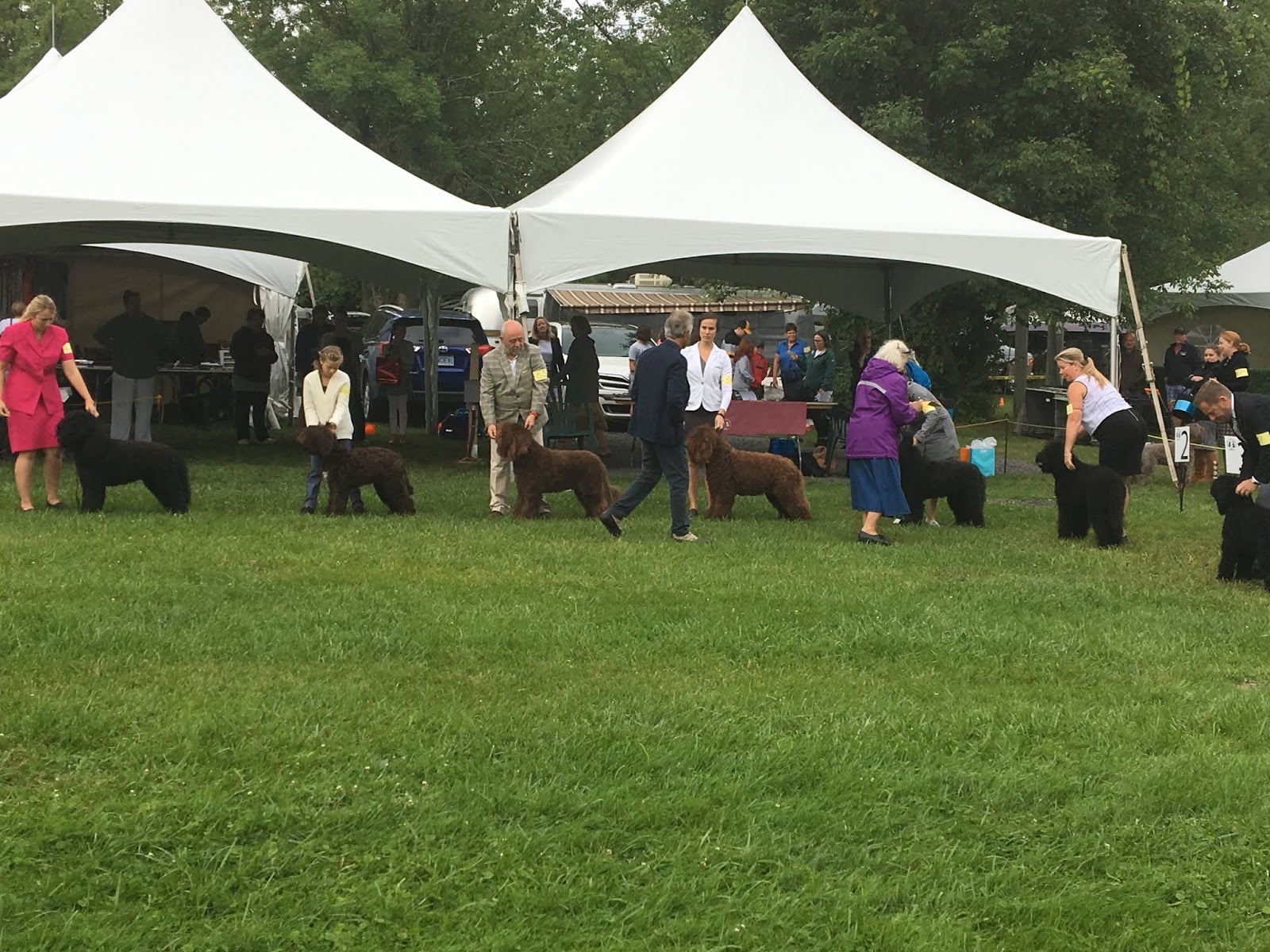 Northrock Barbets Barks and Woofs Stormont, Dundas and Glengarry Dog