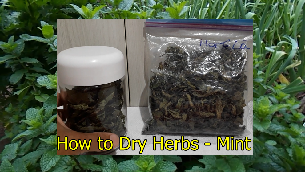 Mundo das Plantas How to Dry Herbs Mint