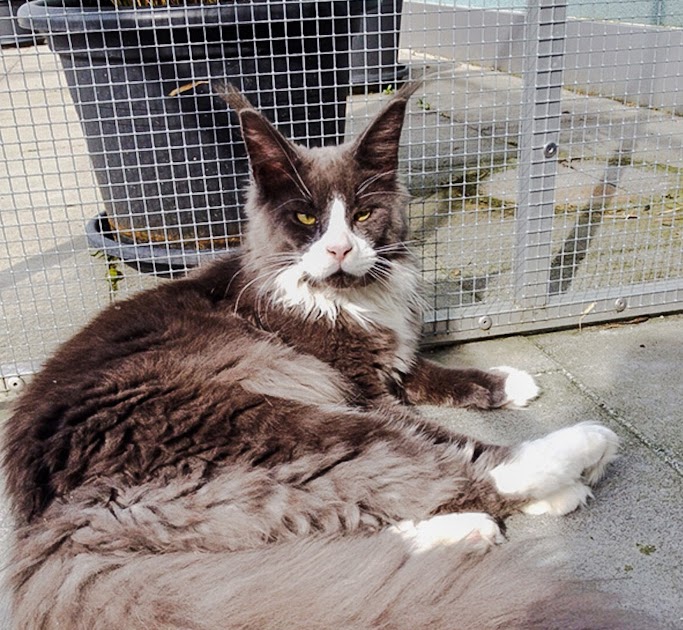 Maine Coon 3 life stages newborn, juvenile and adult