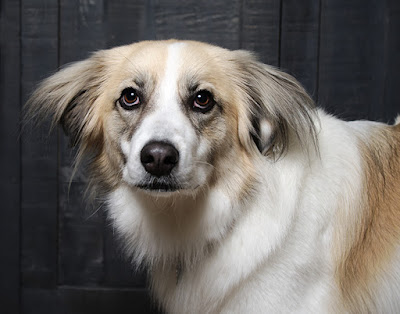 A brown and white dog with fluffy ears is looking off to the side
