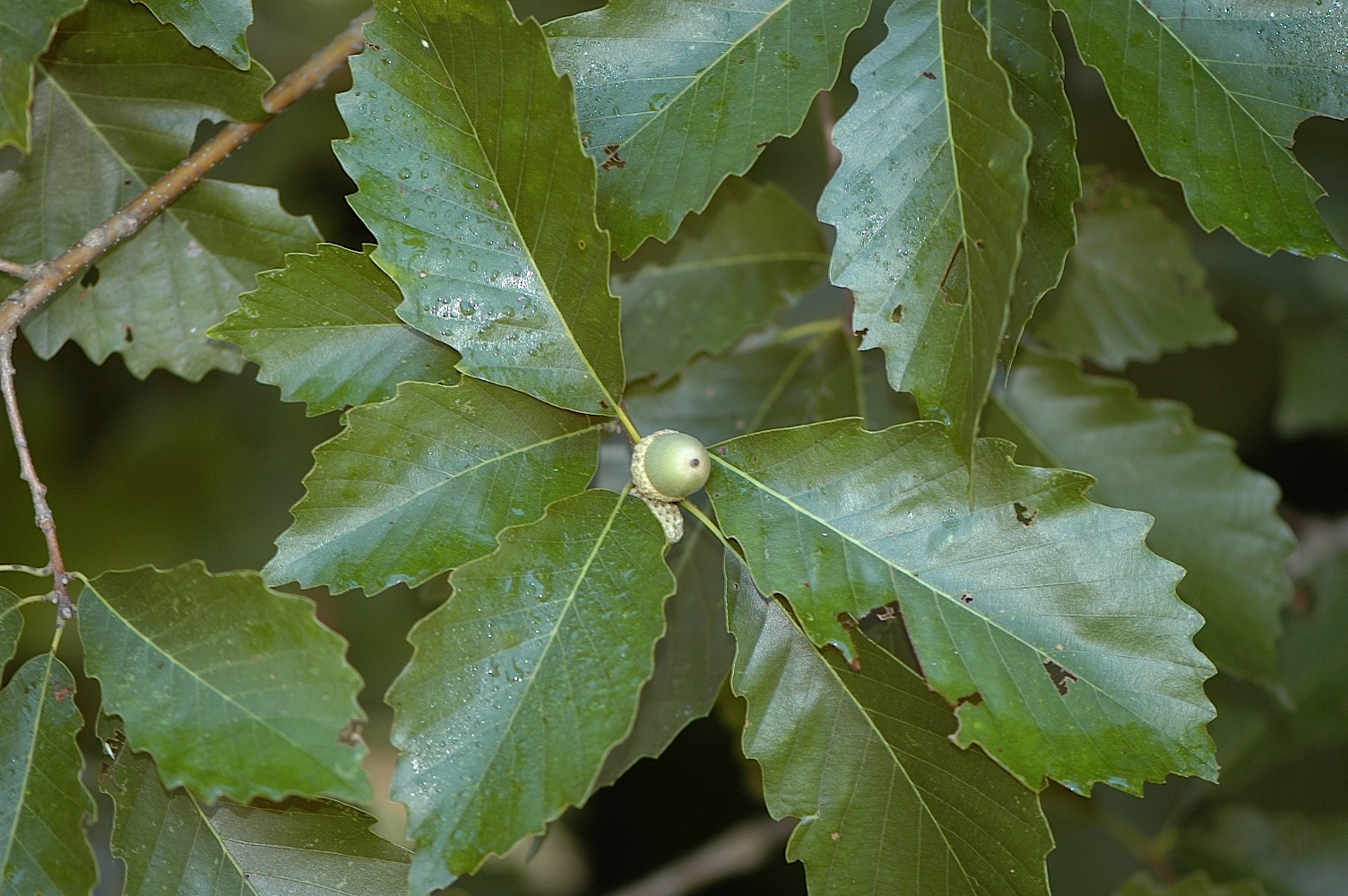 Field Biology in Southeastern Ohio Oaks of Ohio