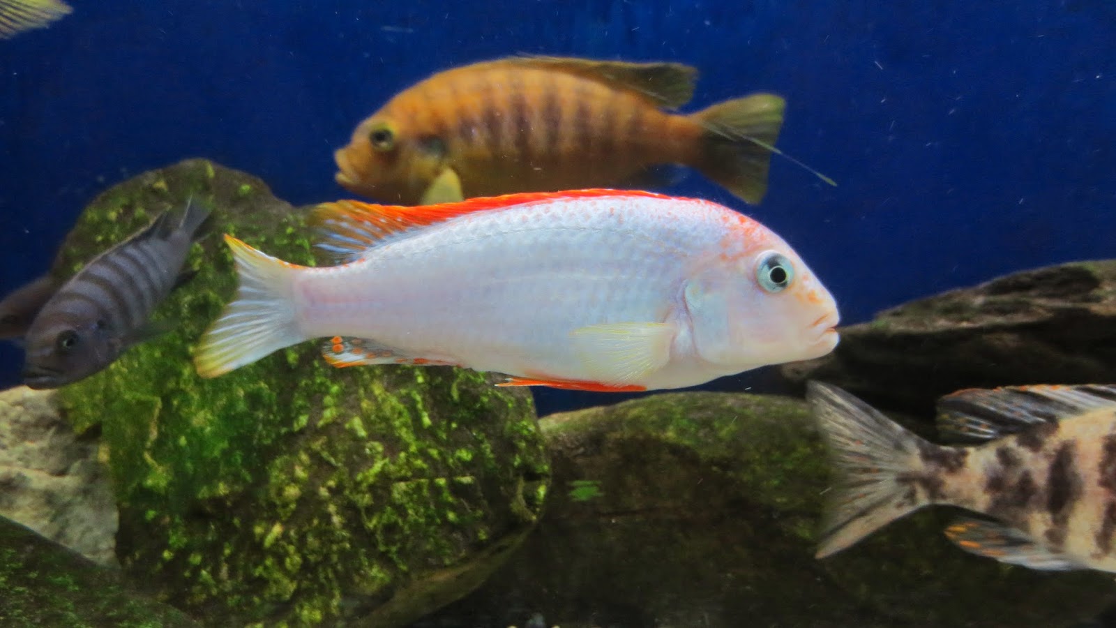 Pseudotropheus perspicax Red Top Ndumbi