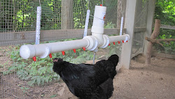 chickens chicken water coop poultry watering nipple system heat supply chick clean fountain fresh helping beat survive homemade coops waterer