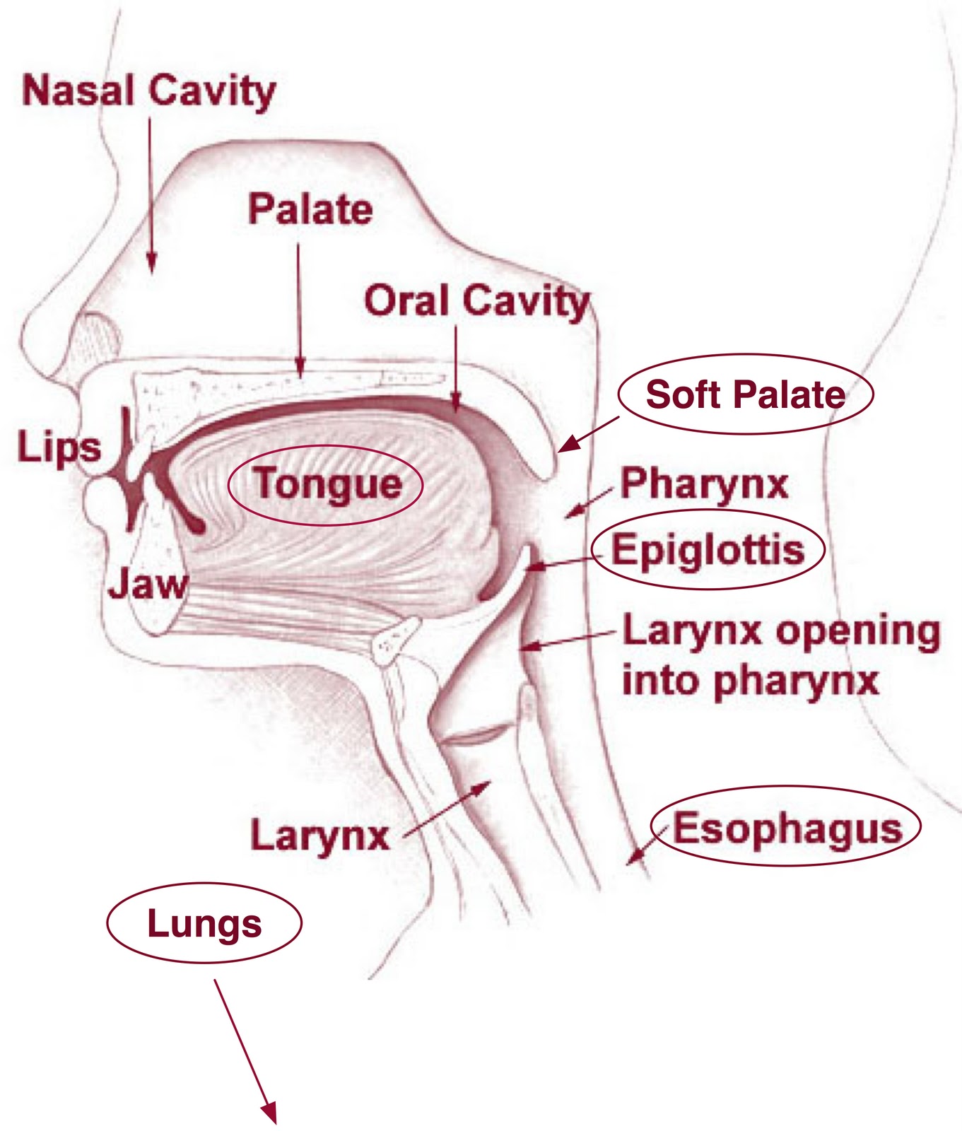 Medellitin: My 7 Links