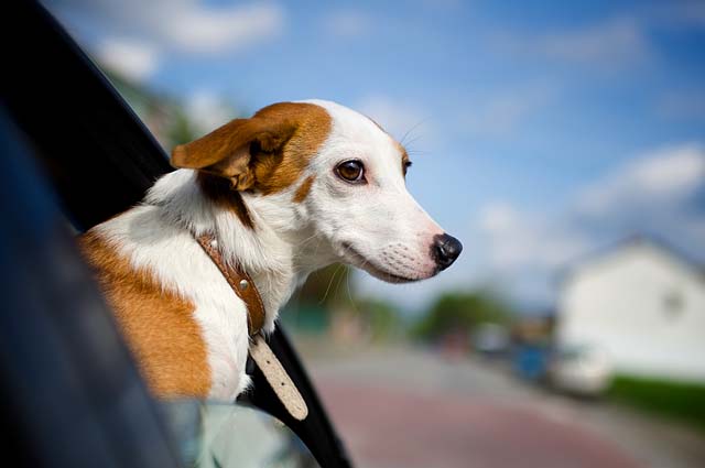 Small dog with his head out of the car window