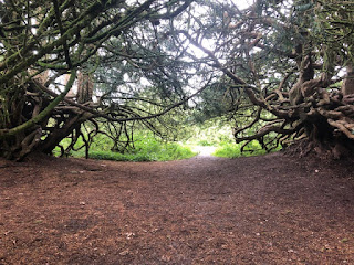 Yew trees at Crom
