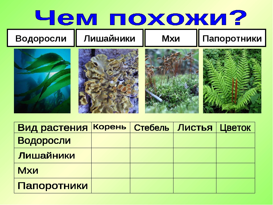 Три примера группы растений водоросли. Мхи водоросли папоротники Голосеменные. Таблица мхи лишайники папоротники. Водоросли Моховидные Папоротниковидные. Лишайники мох водоросли папортники.