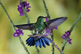 Humming Birds