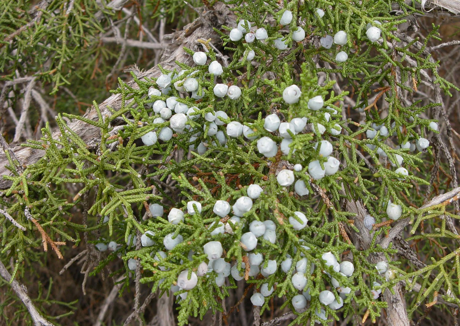 In the Company of Plants and Rocks April 2012
