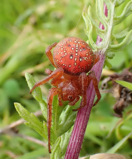 Devon Wildlife Trust. Strawberry Spider (Araneus Alsine) Photo copyright Rob Wolton (All rights reserved)