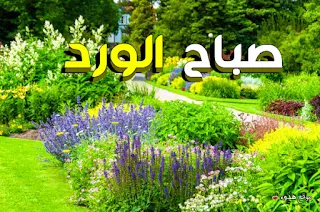 صور صباح الورد,  صباح الخير, صباح الورد