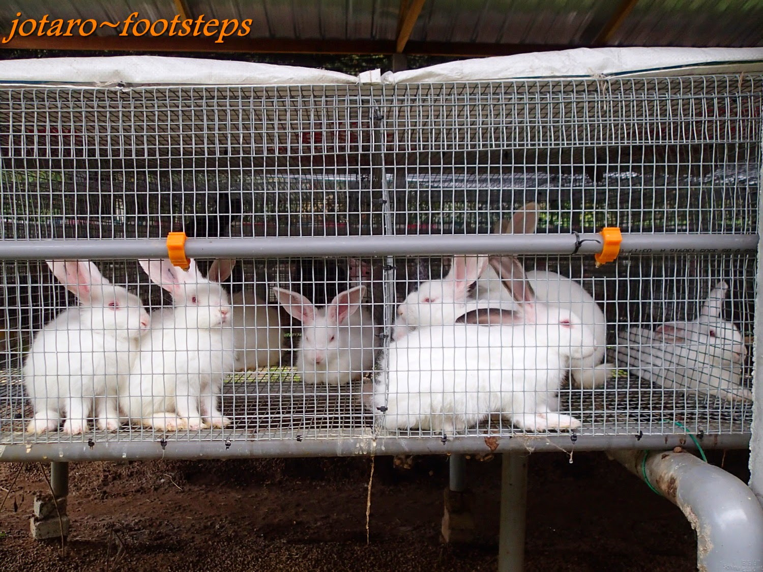 Footsteps Jotaro's Travels Malaysia 2014 Rabbit Farm Ijok