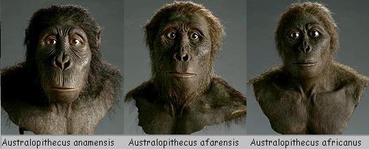 Resultado de imagen para Los Australopithecus
