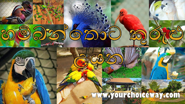 විදේශීය පක්ෂීන් වෙසෙන දේශීය නවාතැන - හම්බන්තොට කුරුළු උයන 🦜🦃🦩 (Hambantota Bird Sanctuary)