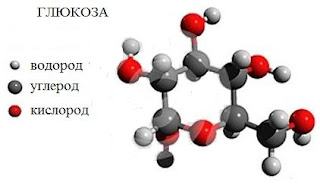 10%2B%25D1%2583%25D0%25B3%25D0%25BB В результате чего образуются моносахариды