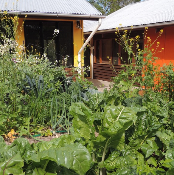 8 plants that keep bugs far away from your house - The Permaculture  Research Institute