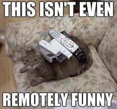 funny cat pictures