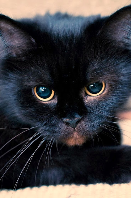 Black Cat | Snaps