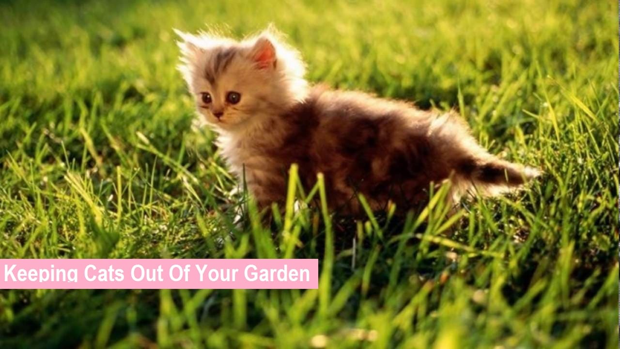 Keeping Cats Out Of Your Garden Cats Breeding