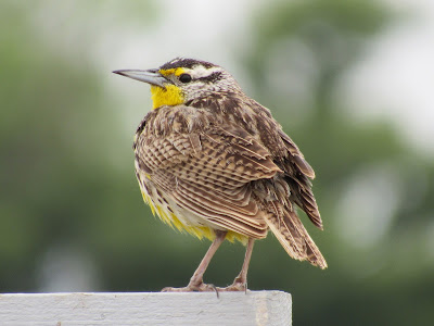 western meadowlark