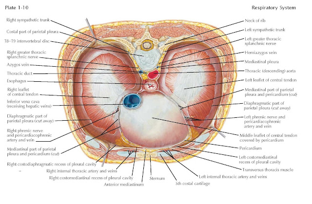 Diaphragm (Viewed From Above), The sternal origin, The lumbar portion, The aortic aperture, The esophageal aperture, The inferior vena caval aperture