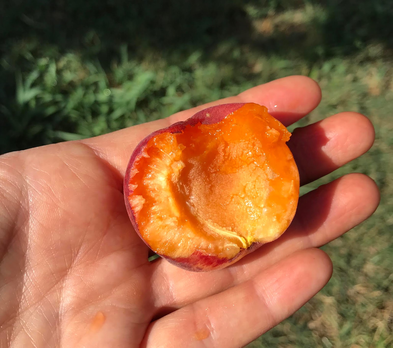 Gardening Late Midseason apricots. Royal Blenheim, Red Sweet, and