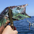 釣行 太刀魚23[ 東京湾 ] 今年もドラゴン乱舞のタチウオテンヤ＠いなの丸