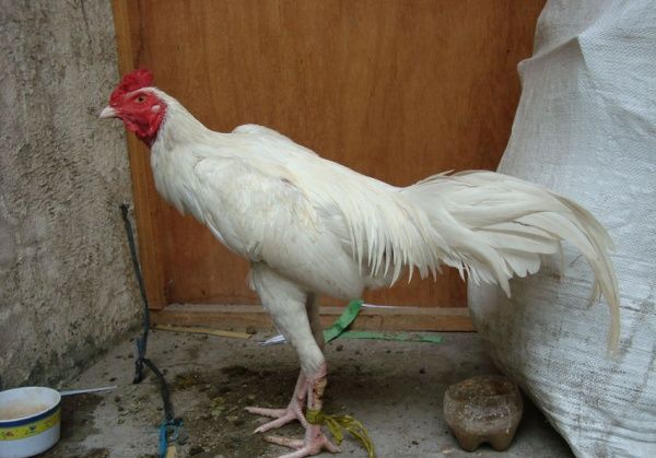 WEBSITE PENGHOBI AYAM: Jenis Ayam Bangkok Berdasarkan Warna Kulit / Bulu