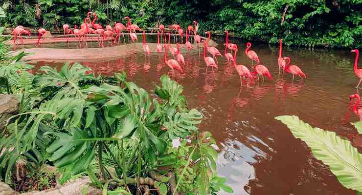 Arichamunai Bird Sanctuary, Rameshwaram tourist places
