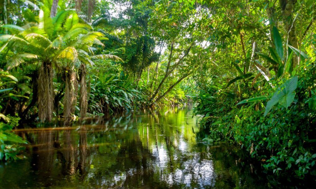 73 Million Trees Will Be Planted In The Most Extensive Reforestation Project 73 Million Trees Will Be Planted In The Most Extensive Reforestation Project
