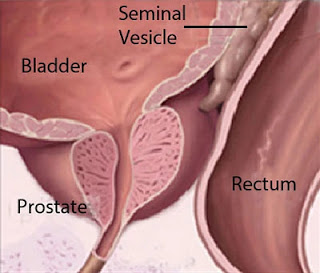 Seminal vesicle