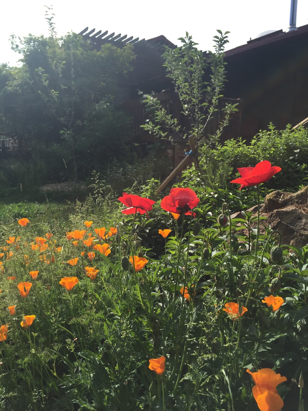 How to Establish a SelfSeeding Wildflower Bed Wild Rose