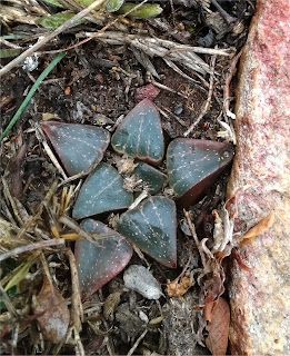 Haworthia argenteo-maculosa - East of Mossgas