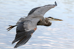 heron herons bird flight flying close birds animal night egret paintings sounds ugly fly species down super wildlife