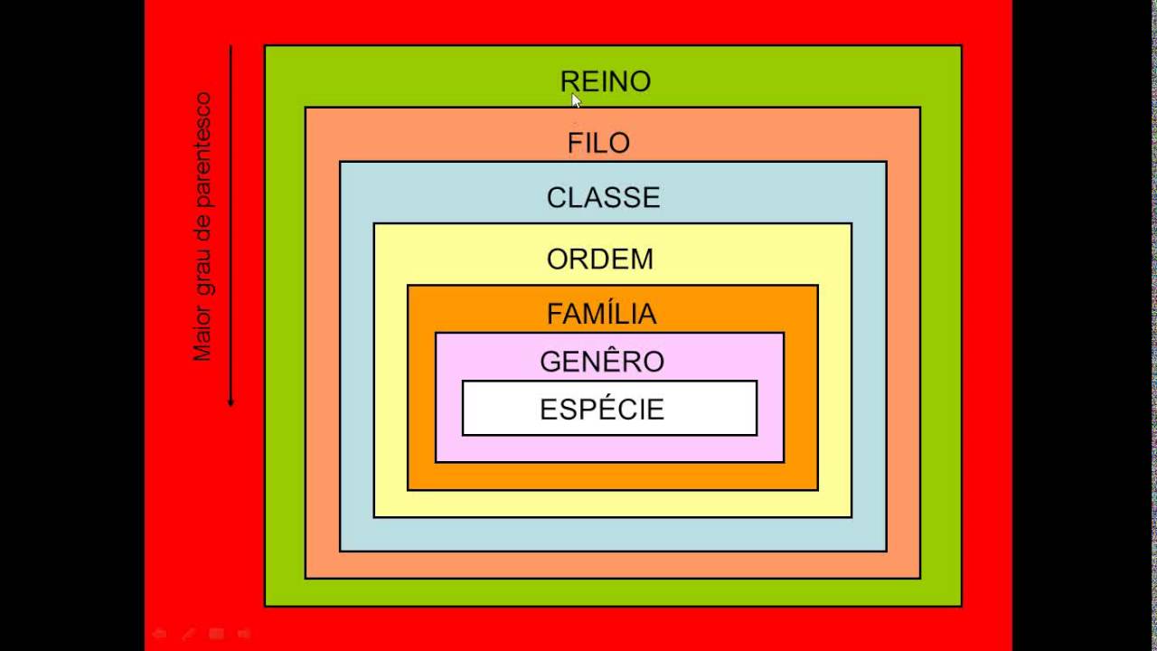 Você Conhece Algum Exemplo De Classificação De Animais Qual