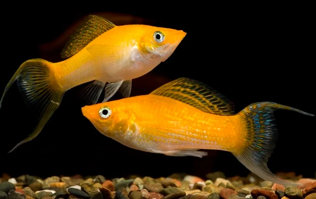 Gambar Ikan Molly - Budidaya Ikan