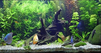 Apakah Ikan di Aquarium Bisa Besar? Berikut Jawabannya Apakah Ikan di Aquarium Bisa Besar? Berikut Jawabannya