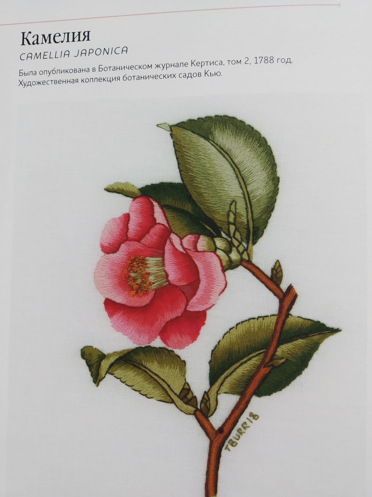 триш бурр птицы. триш бурр ботаническая вышивка. триш бурр. триш бурр вышивка гладью. триш бурр книги.