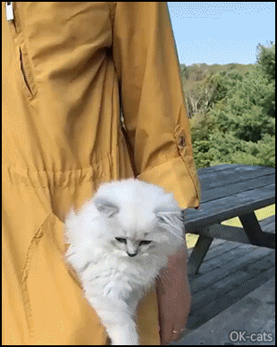 Funny Kitten GIF • Girl carrying her cute and fluffy Kitten in her trench coat pocket Funny Kitten GIF • Girl carrying her cute and fluffy Kitten in her trench coat pocket