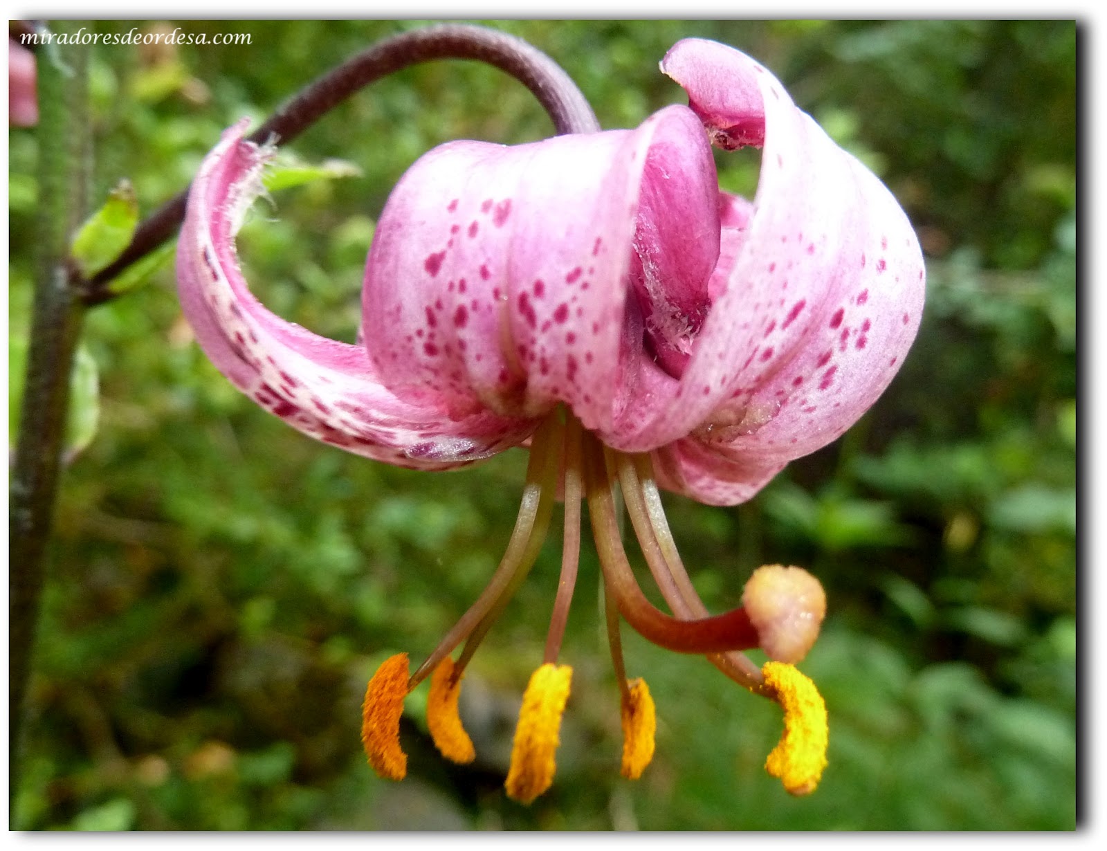 Azucena silvestre (Lilium martagon) - Paisajes de Ordesa