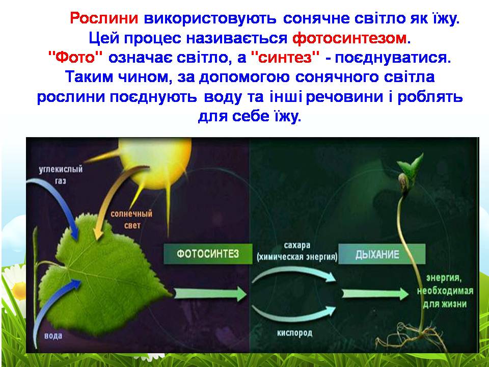 продукты световой фазы фотосинтеза. для протекания фотосинтеза световая энергия. фотосинтез 6 класс биология темновая фаза\. фотолиз воды при фотосинтезе. параметры световая фаза темновая фаза таблица.