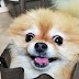 14 Reasons Pomeranians Are The Worst Indoor Dog Breed Of All Time