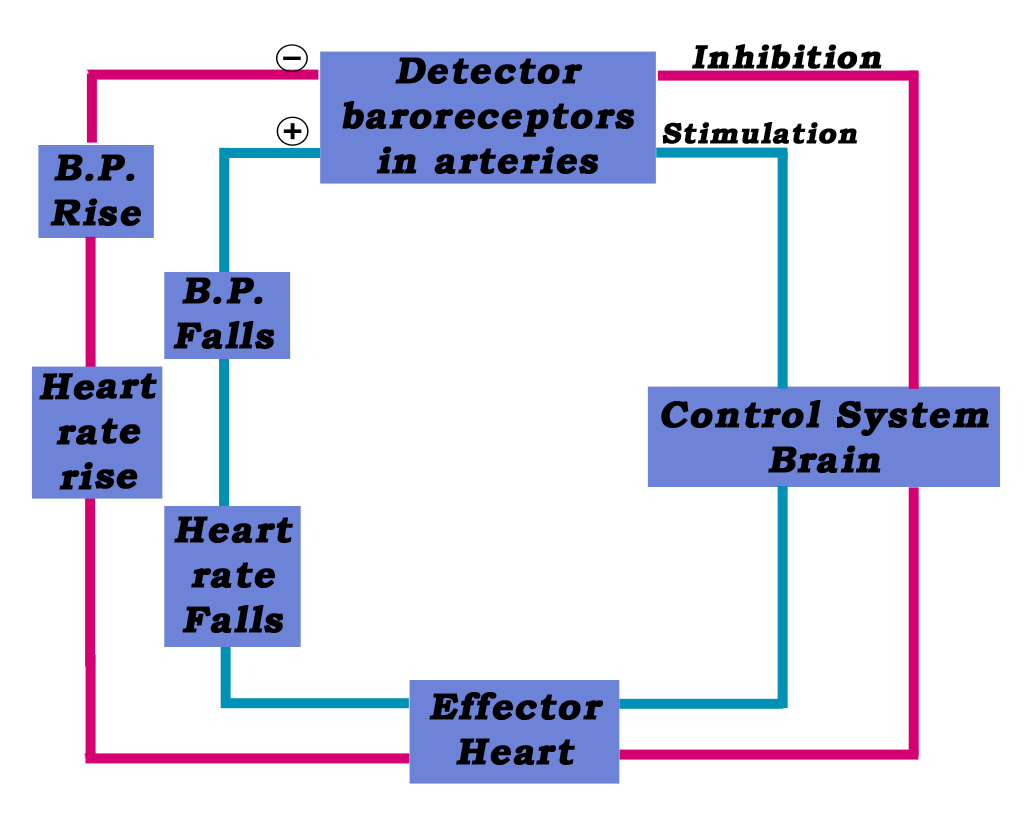 Homeostasis Short notes