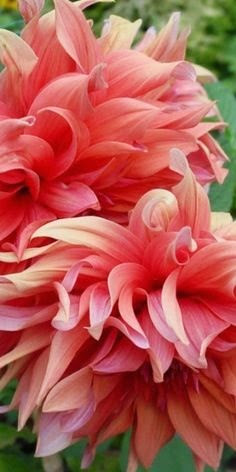 beautiful pink dahlias