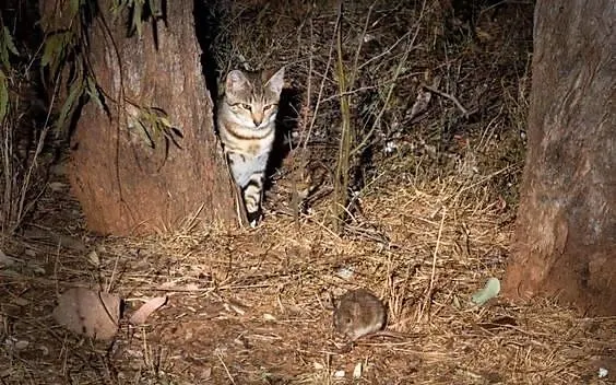 Feral cats are the costliest invasive species of Australia (but they forgot about people)