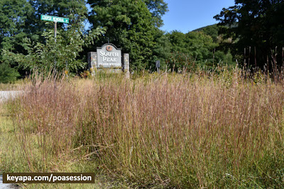 Schizachyrium scoparium (Little Bluestem)