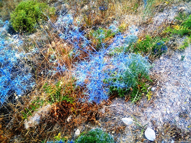 ΤΑ ΡΟΔΑ ΤΟΥ ΔΙΟΝΥΣΟΥ  