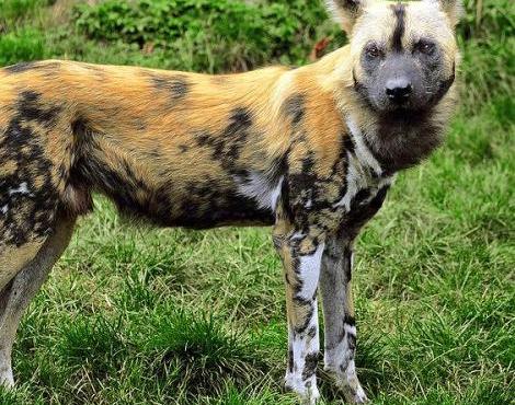unique pets